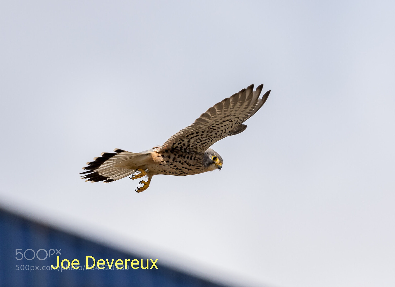 Canon EOS 7D Mark II sample photo. Kestrel at felixstowe photography
