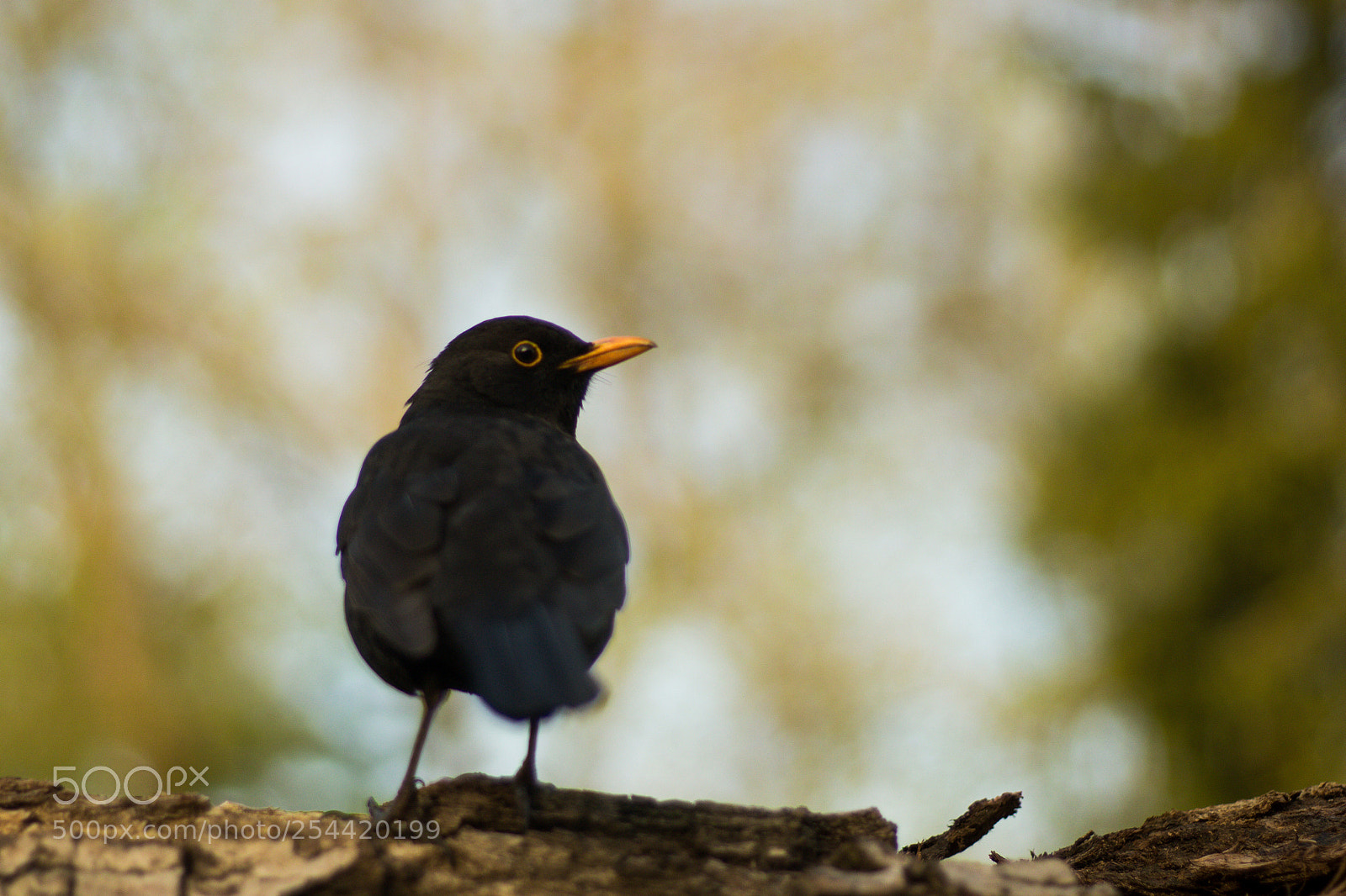 Canon EOS 100D (EOS Rebel SL1 / EOS Kiss X7) sample photo. Blackbird photography