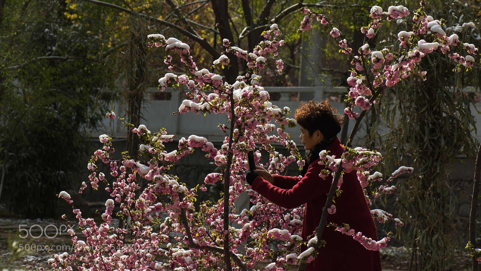 Nikon D800E sample photo. Spring snow photography
