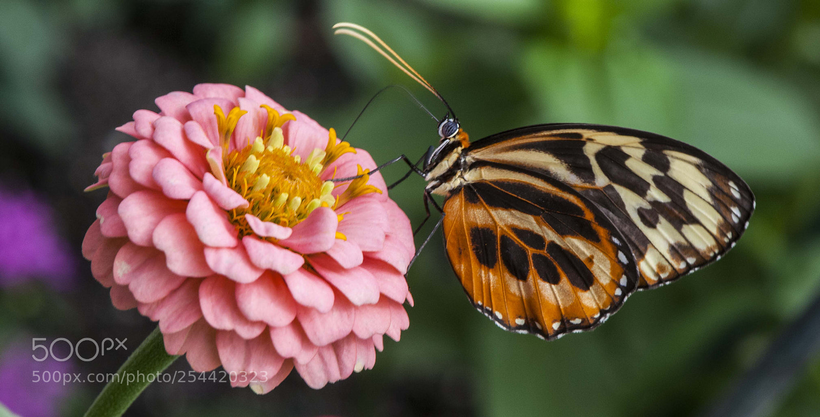 Nikon D300 sample photo. Sipping necter photography