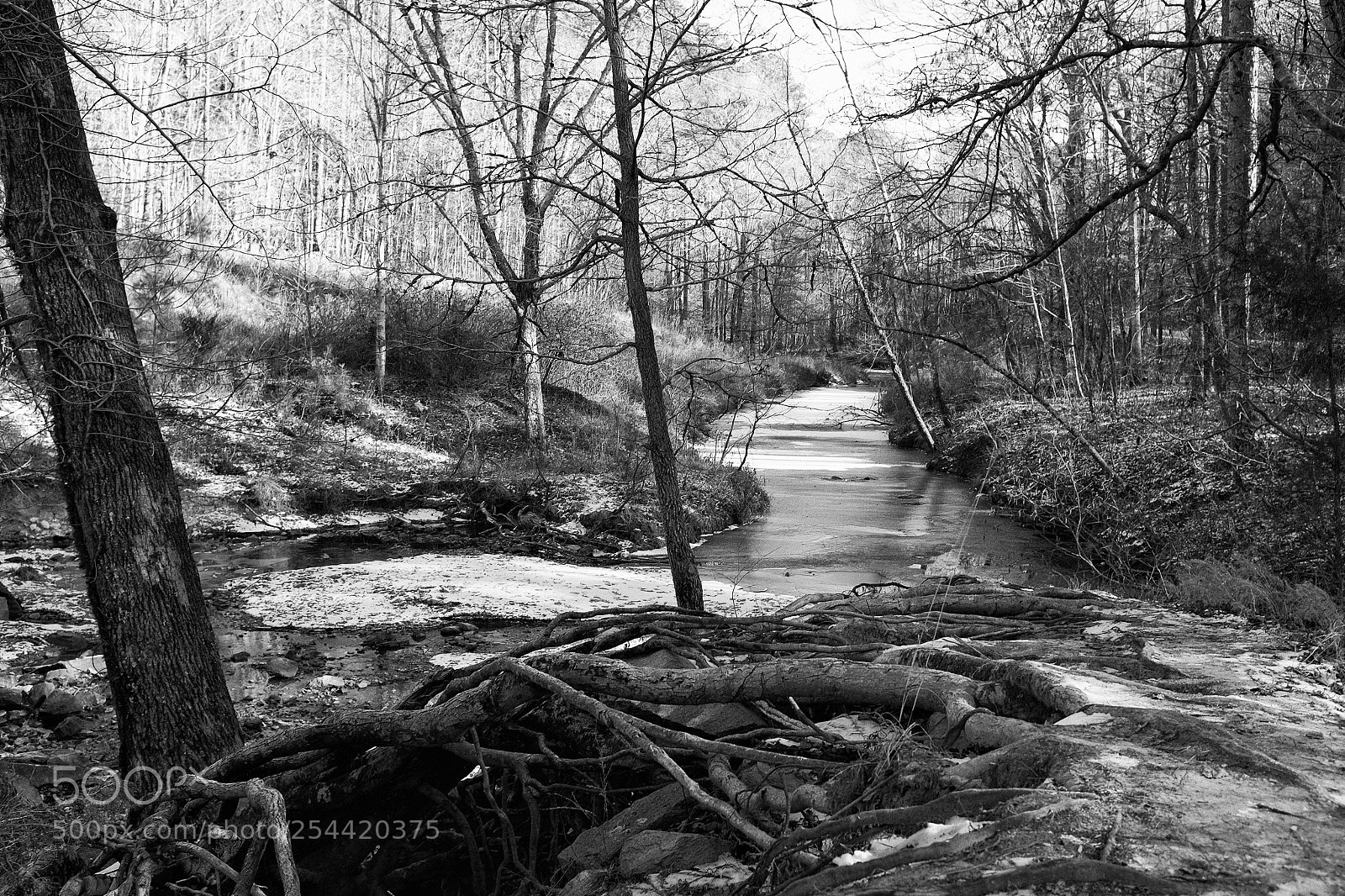 Fujifilm X100S sample photo. Umstead park photography