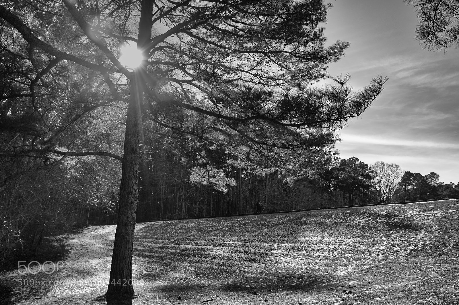 Fujifilm X100S sample photo. Umstead park photography
