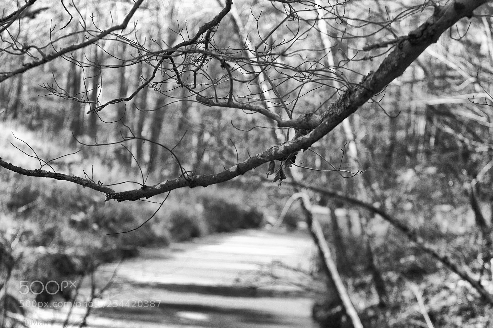 Canon EOS 650D (EOS Rebel T4i / EOS Kiss X6i) sample photo. Umstead park photography