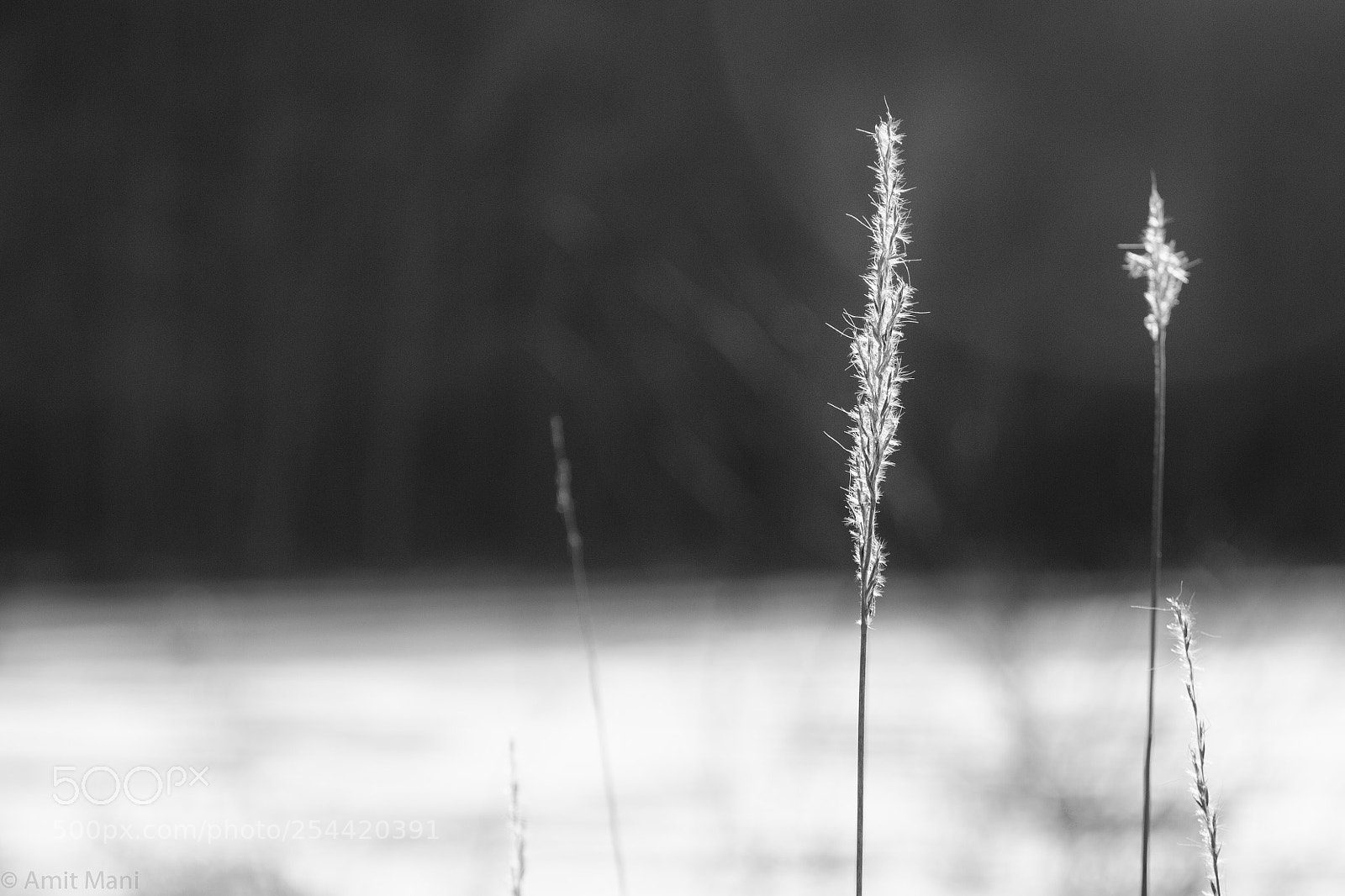 Canon EOS 650D (EOS Rebel T4i / EOS Kiss X6i) sample photo. Umstead park photography