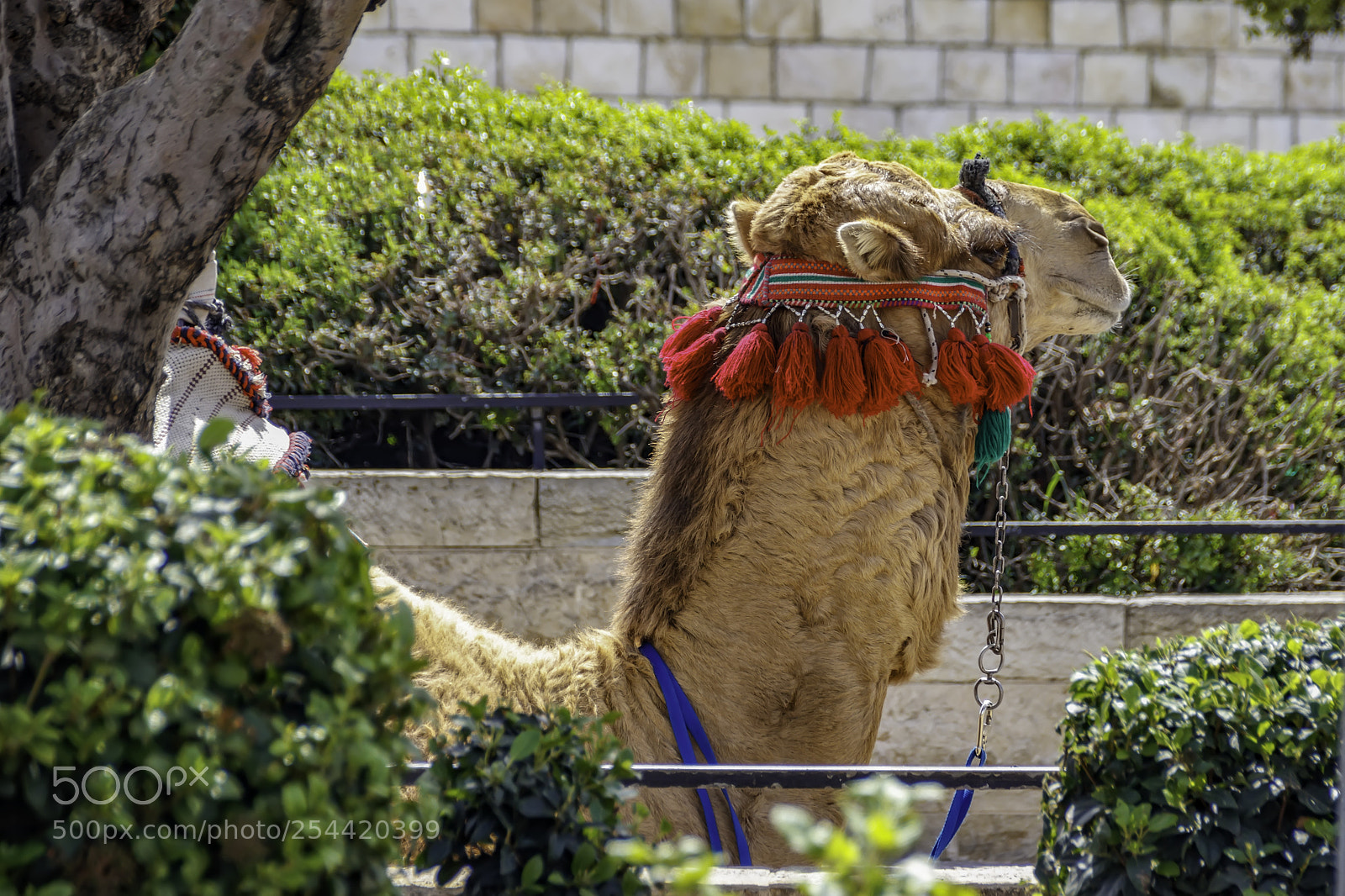 Canon EOS 80D sample photo. Portrait of a camel photography