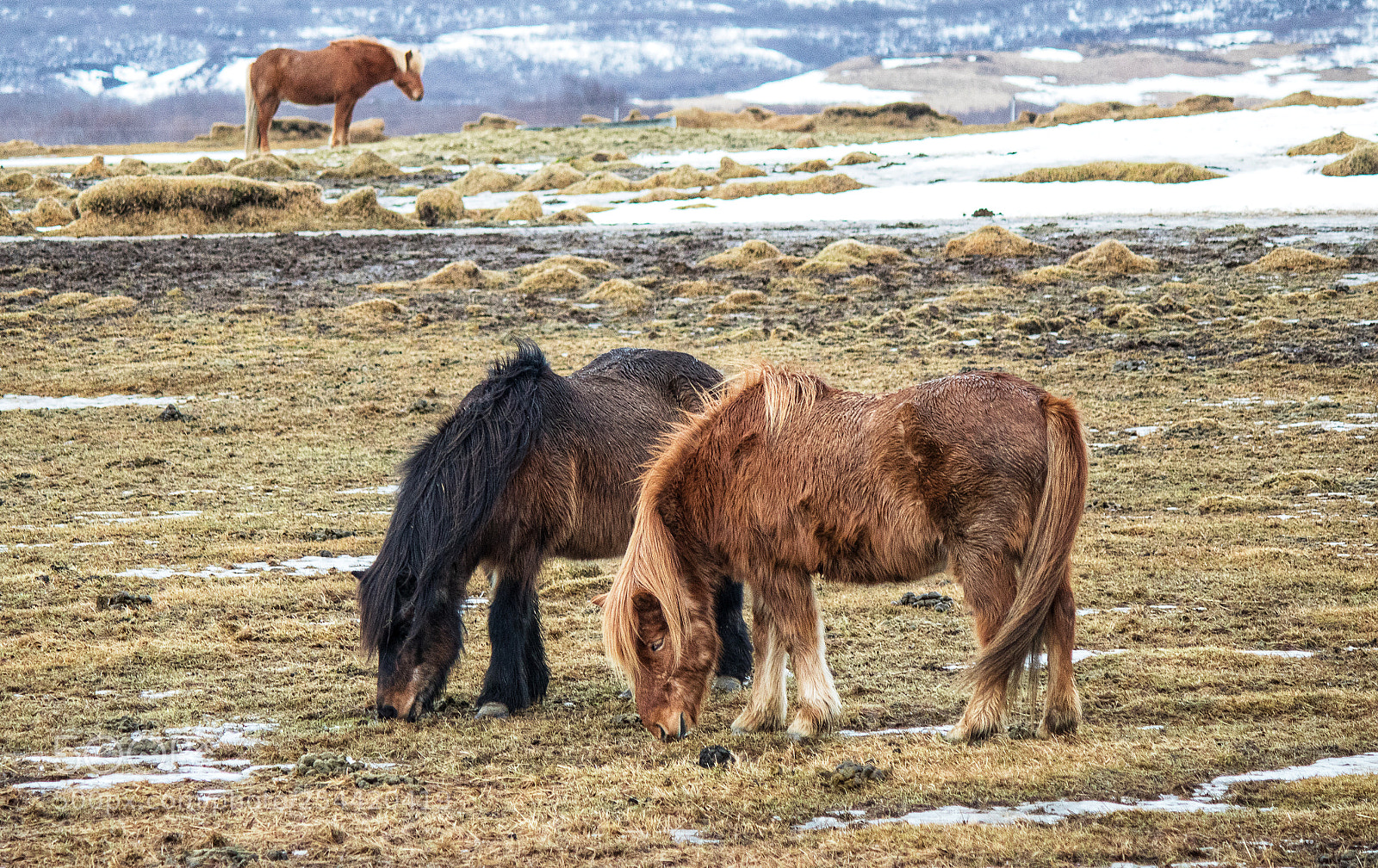 Canon EOS 760D (EOS Rebel T6s / EOS 8000D) sample photo. Icelandic horses photography