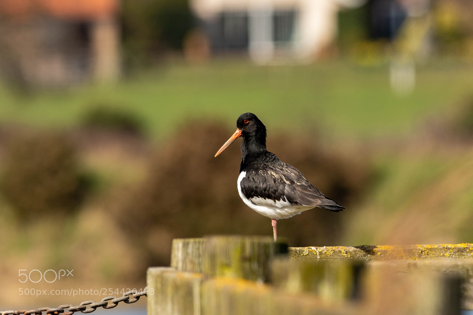 Canon EOS 7D Mark II sample photo. Oyster catcher photography