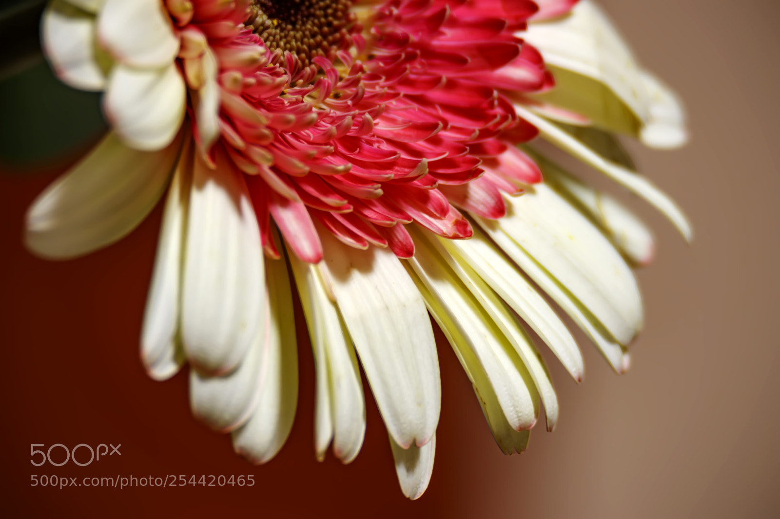 Canon EOS 80D sample photo. Half of gerbera flower photography