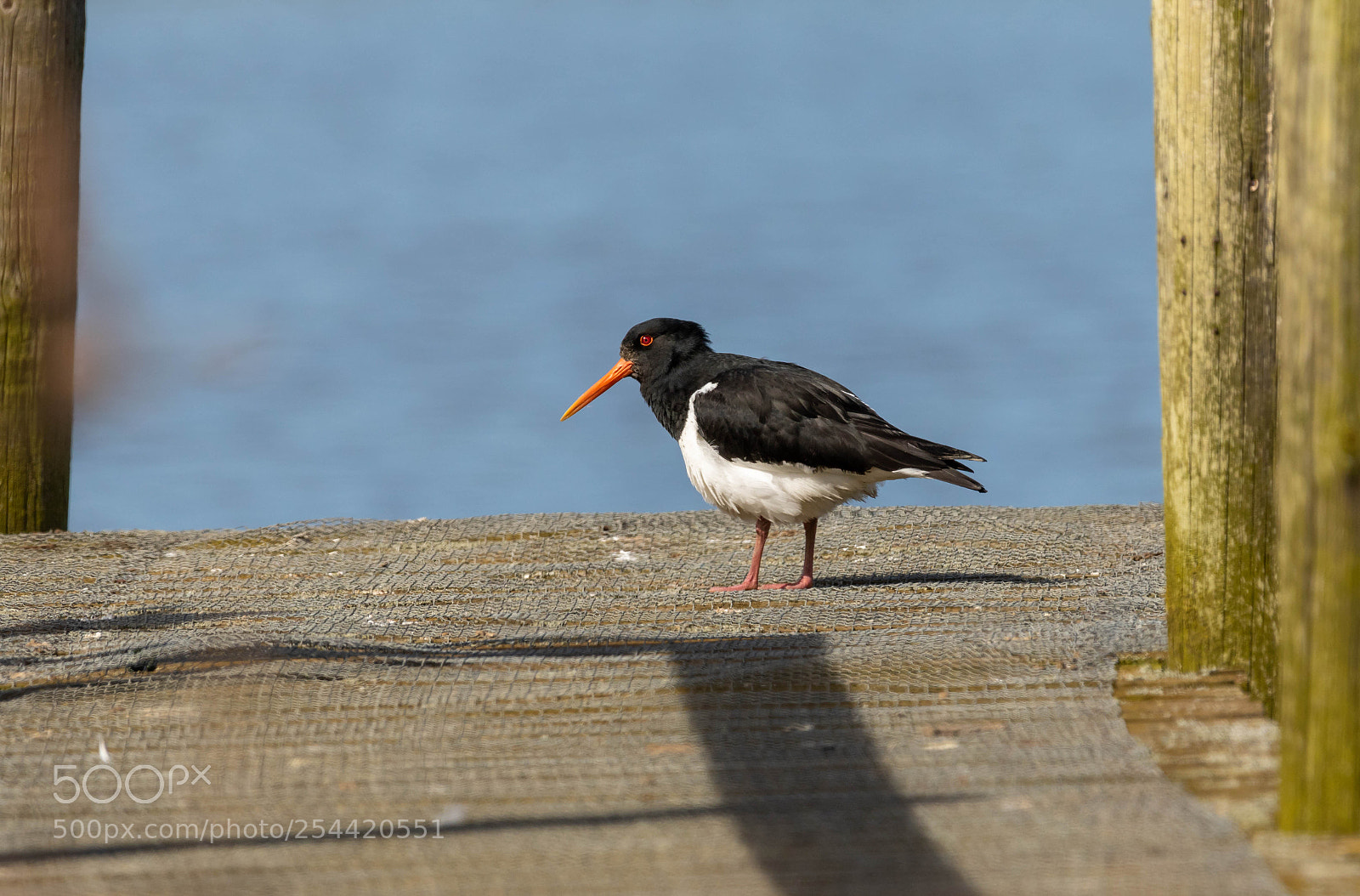 Canon EOS 7D Mark II sample photo. Oyster catcher photography