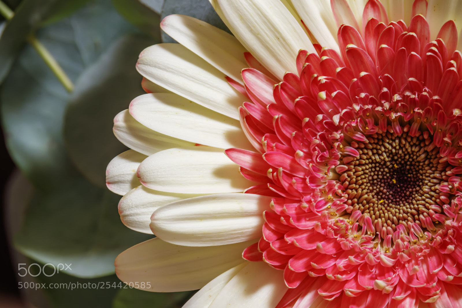 Canon EOS 80D sample photo. Part of multi colored photography