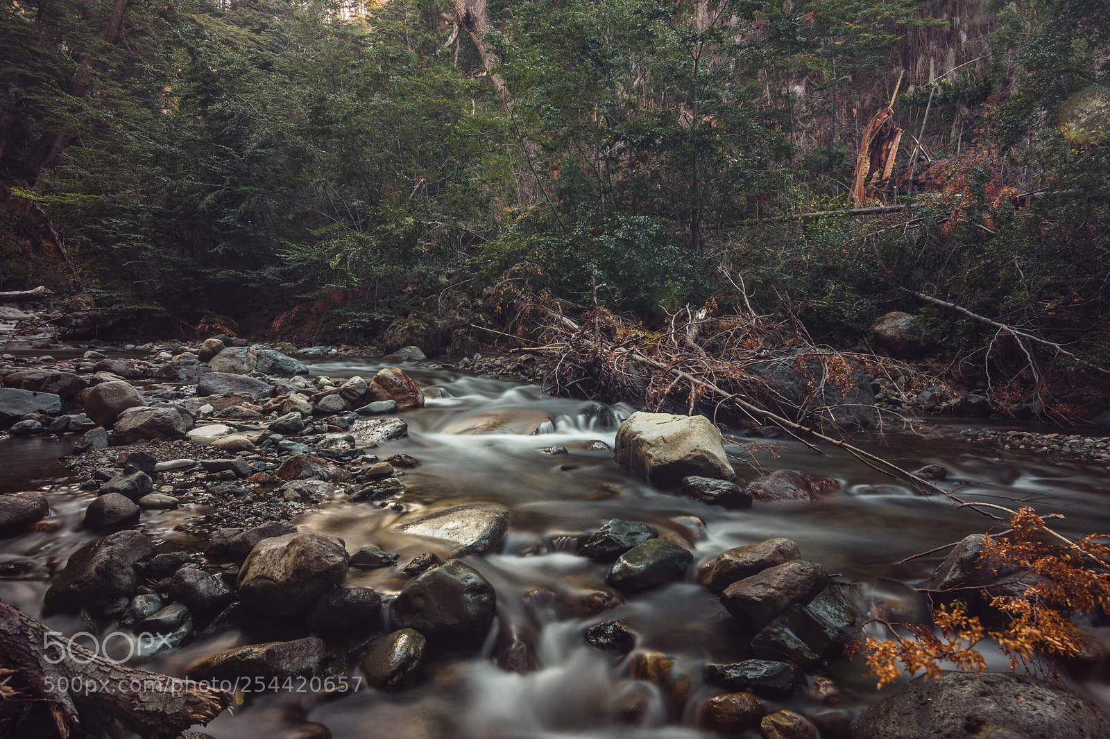 Nikon D7200 sample photo. Nature in motion photography