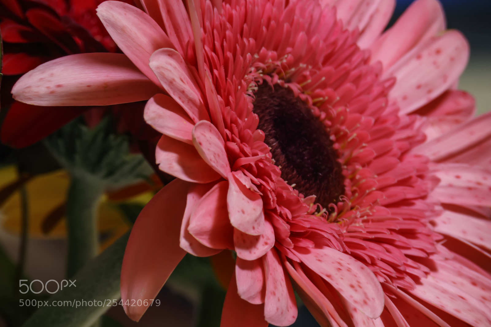 Canon EOS 80D sample photo. Part of pink gerbera photography