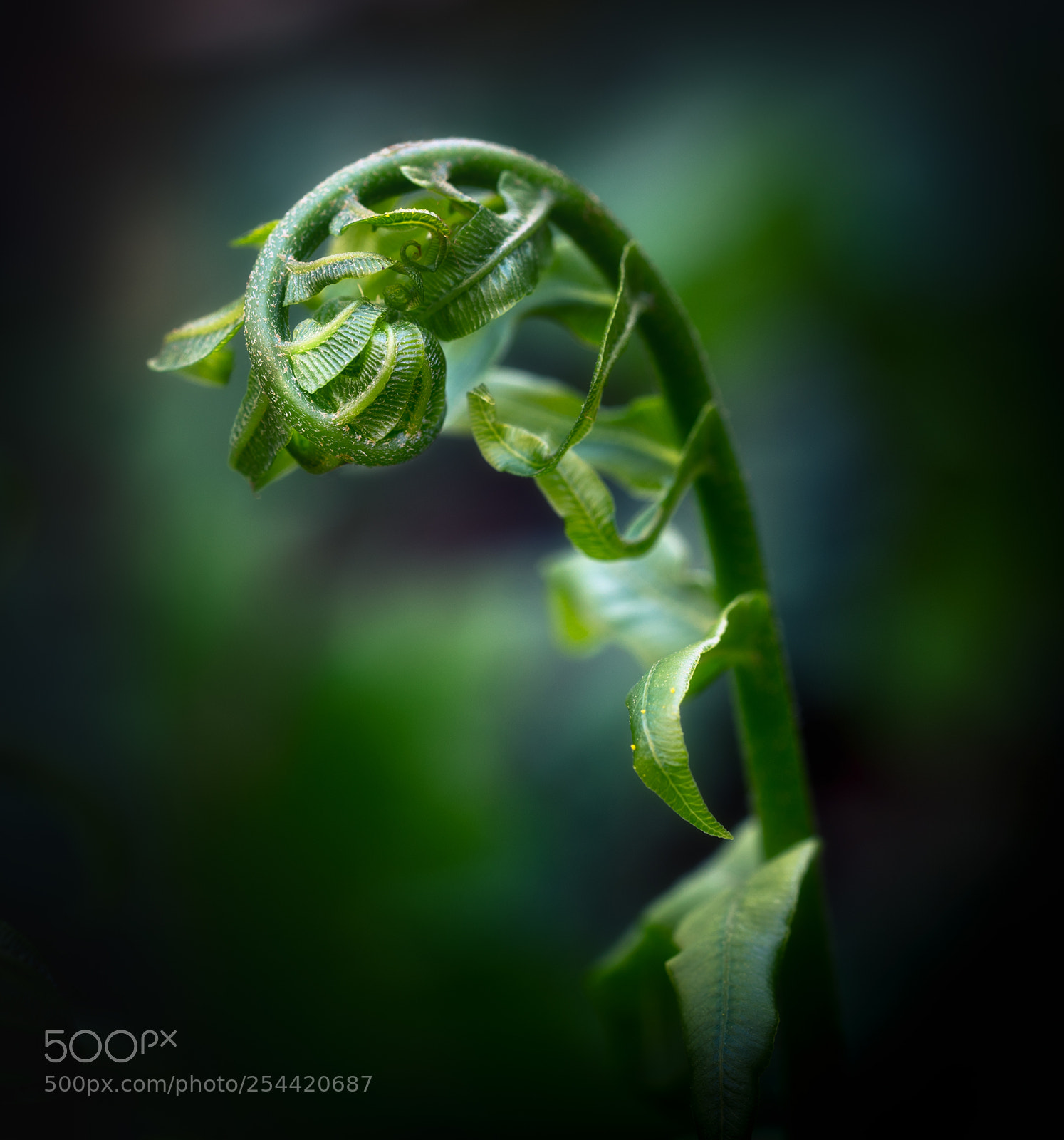 Sony a7R sample photo. Baby fern at prayer photography