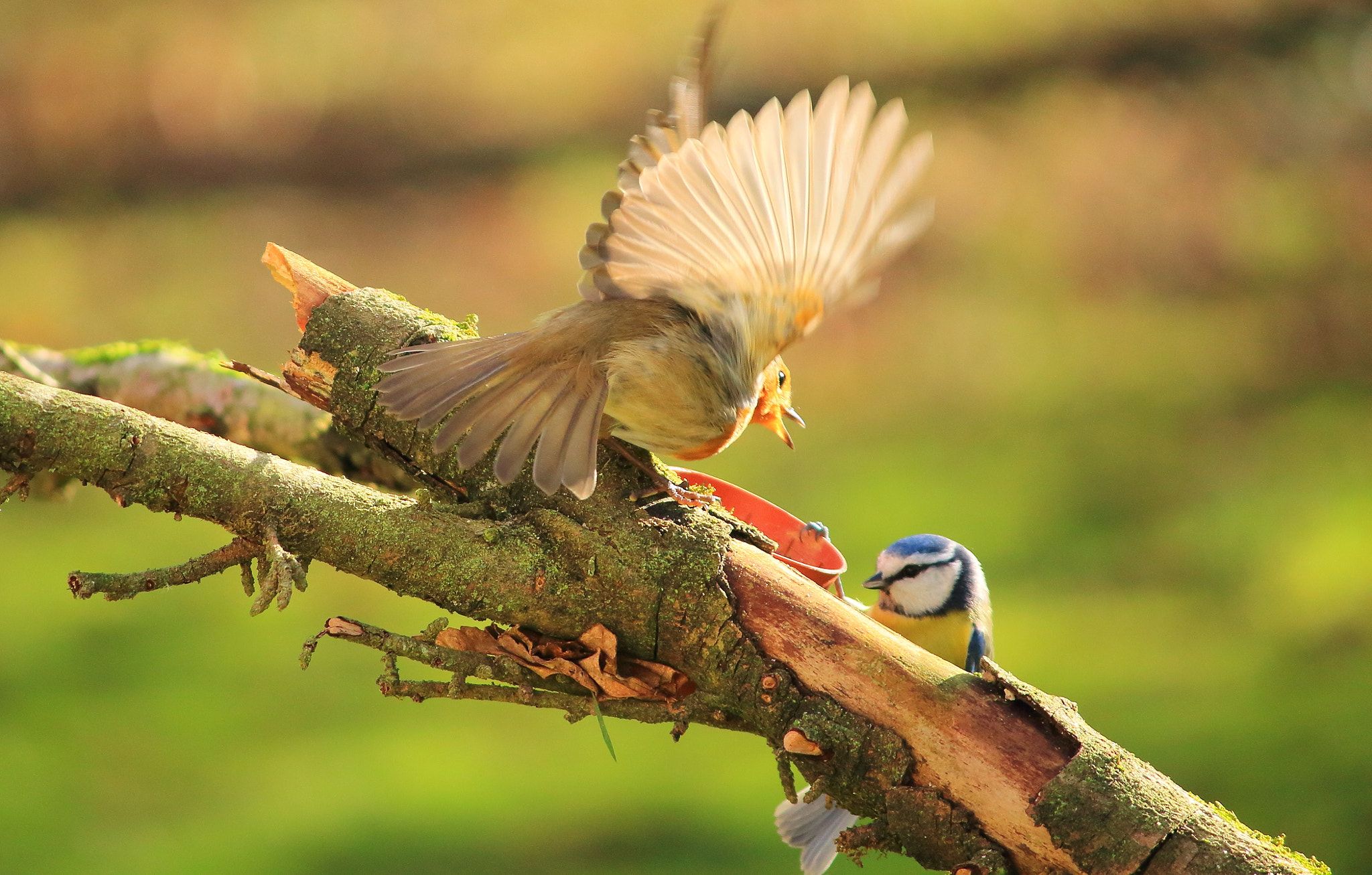 Canon EF-S 55-250mm F4-5.6 IS sample photo. Bird battle photography