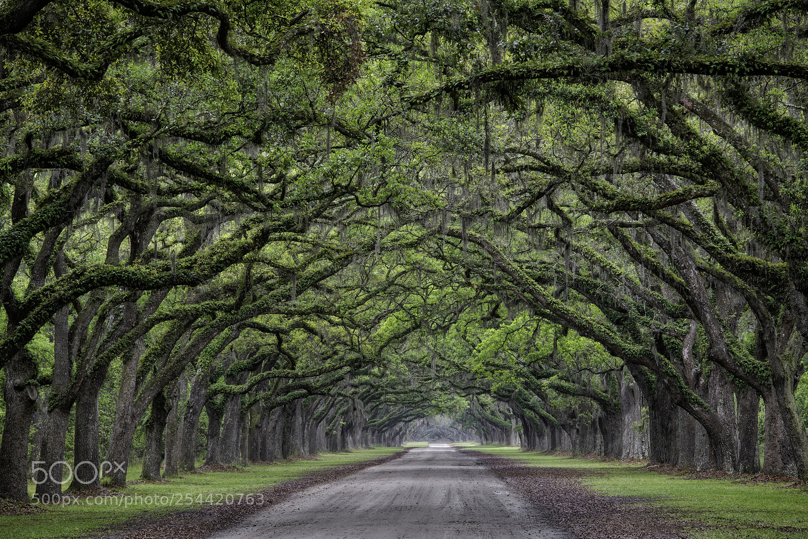 Nikon D850 sample photo. Row of oaks... photography