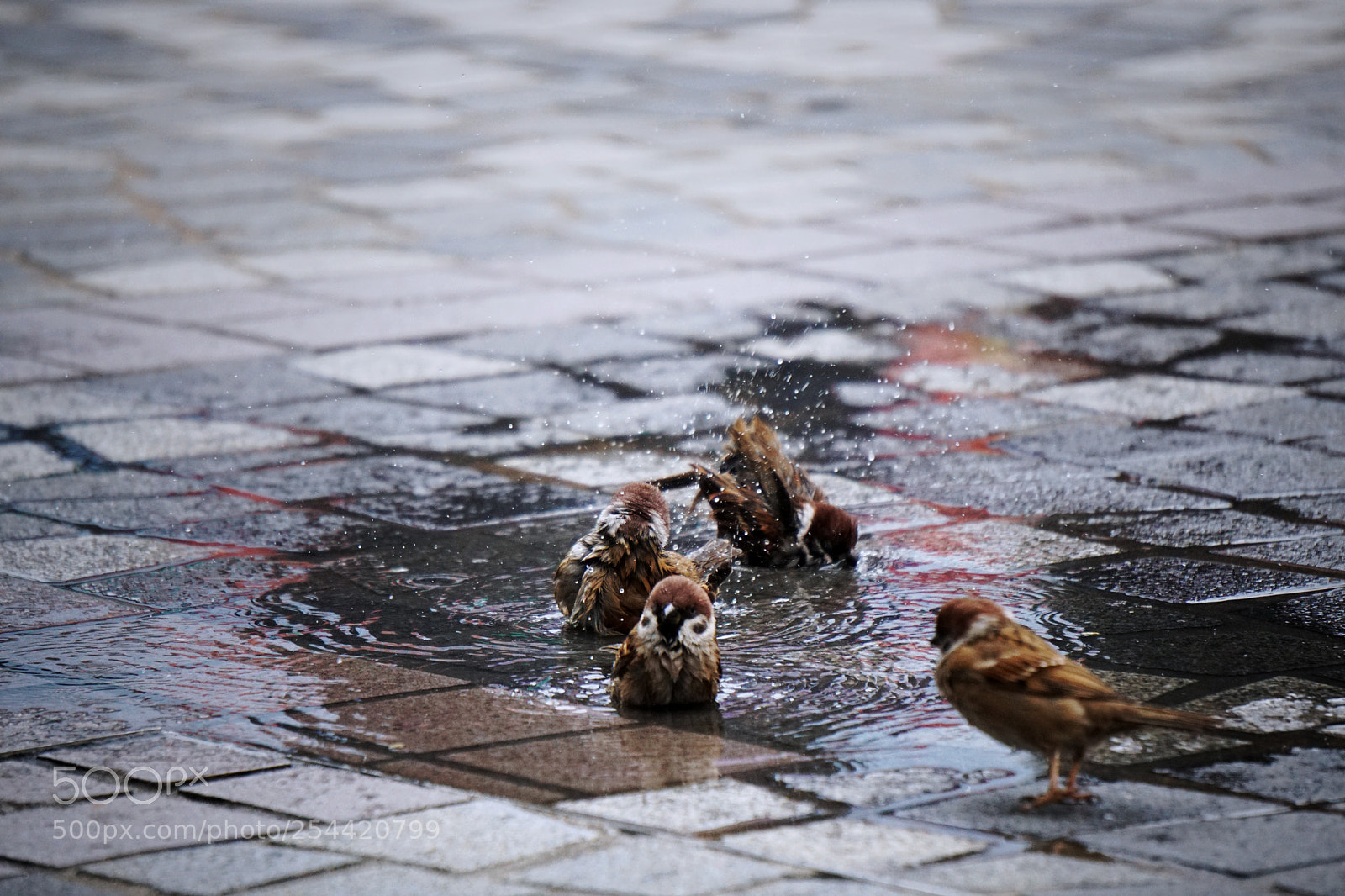 Sony a6000 sample photo. 可爱 photography