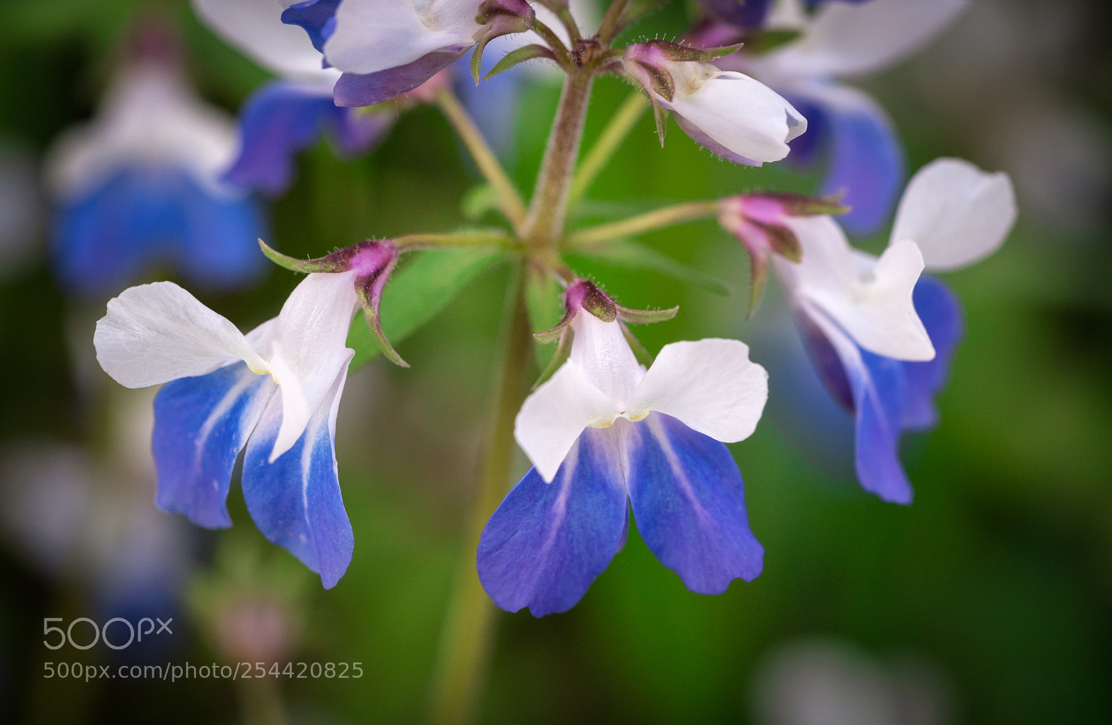 Sony a7R III sample photo. Blue eyed mary photography