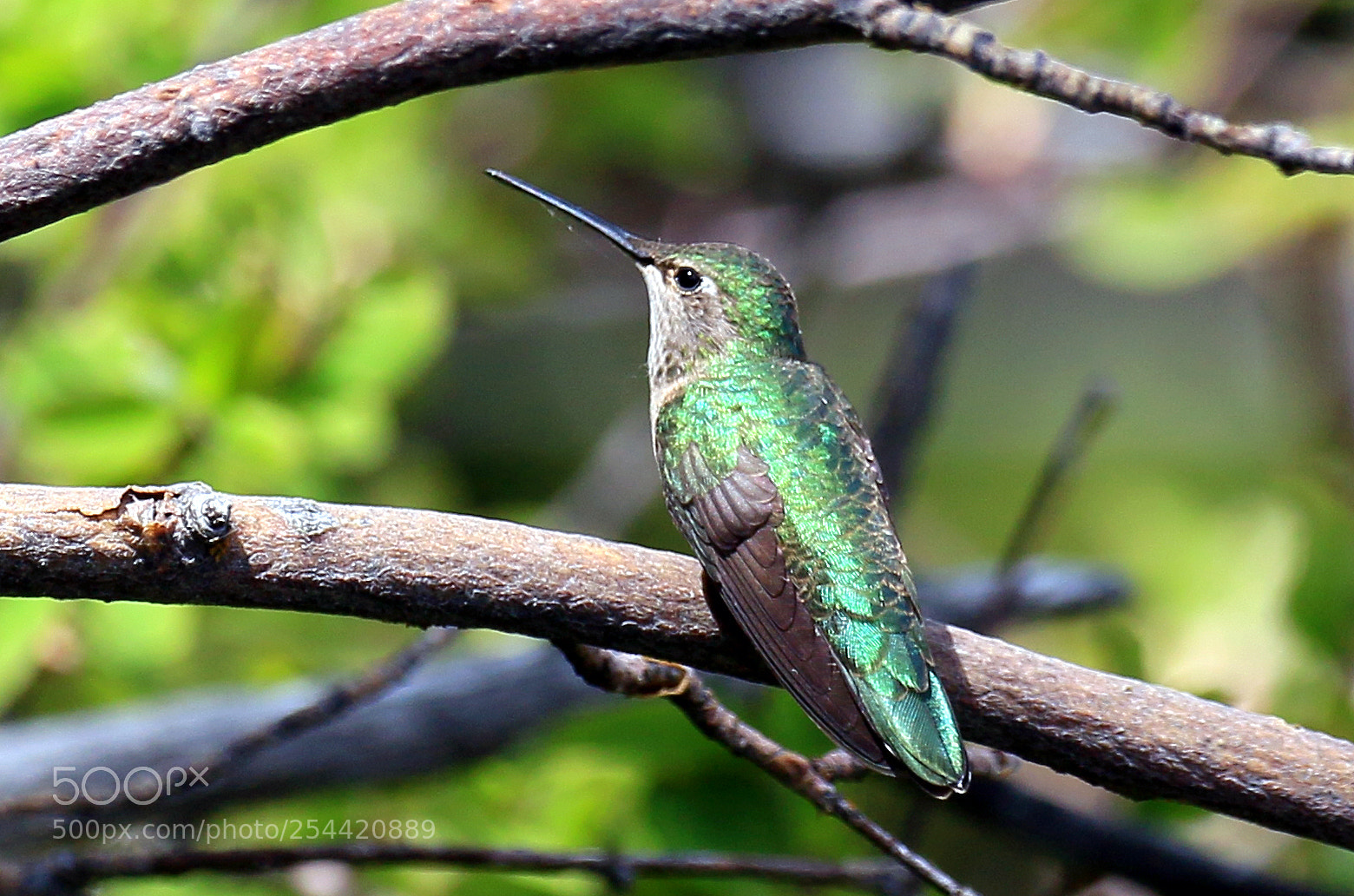 Canon EOS 70D sample photo. Anna's hummingbird photography