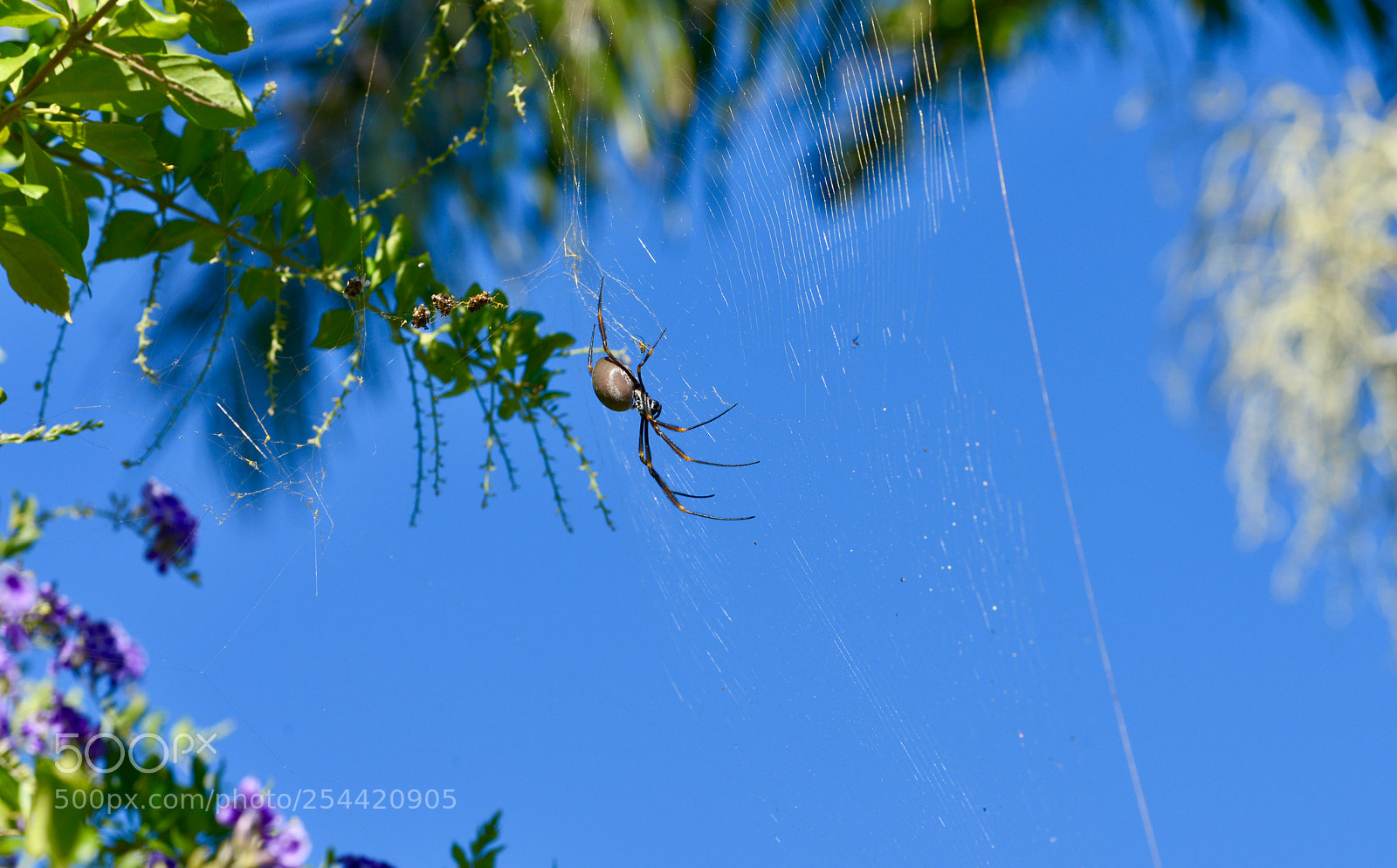 Nikon D800 sample photo. 《张网以待》 photography