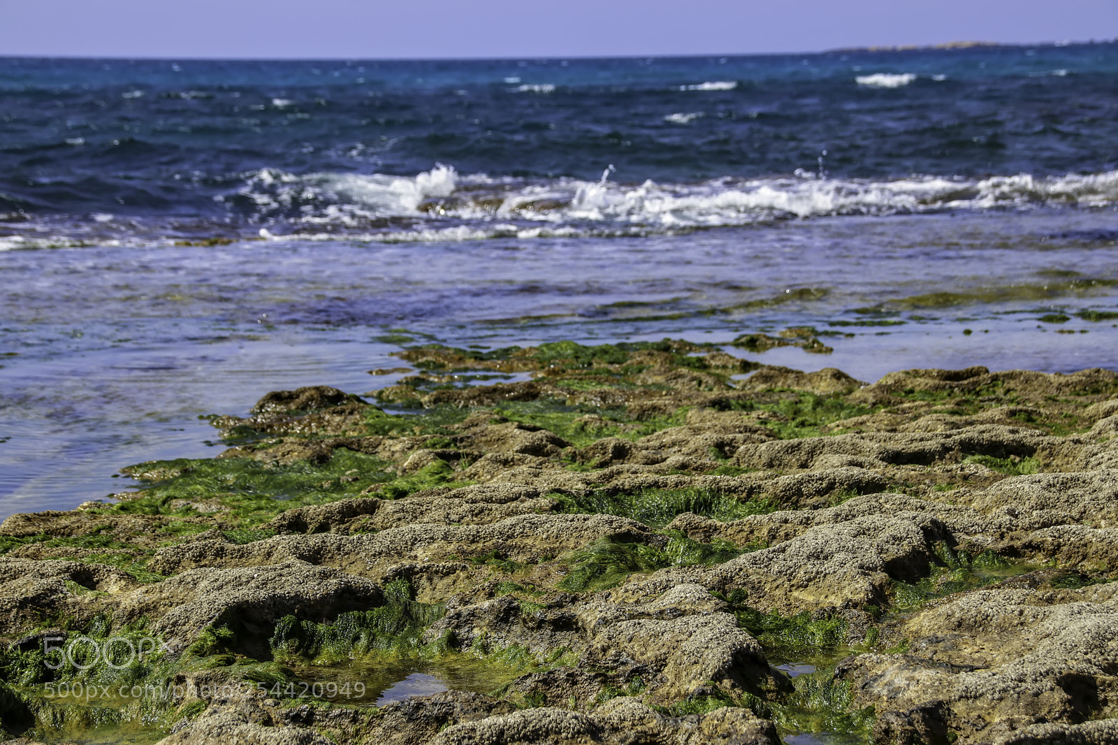 Canon EOS 80D sample photo. Stones and seaweed algae photography