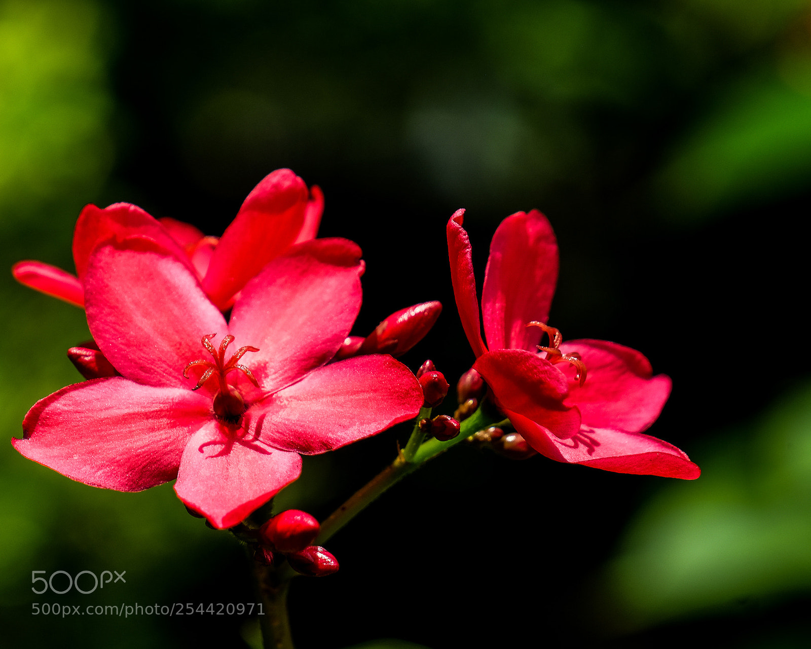 Fujifilm X-T10 sample photo. Red photography