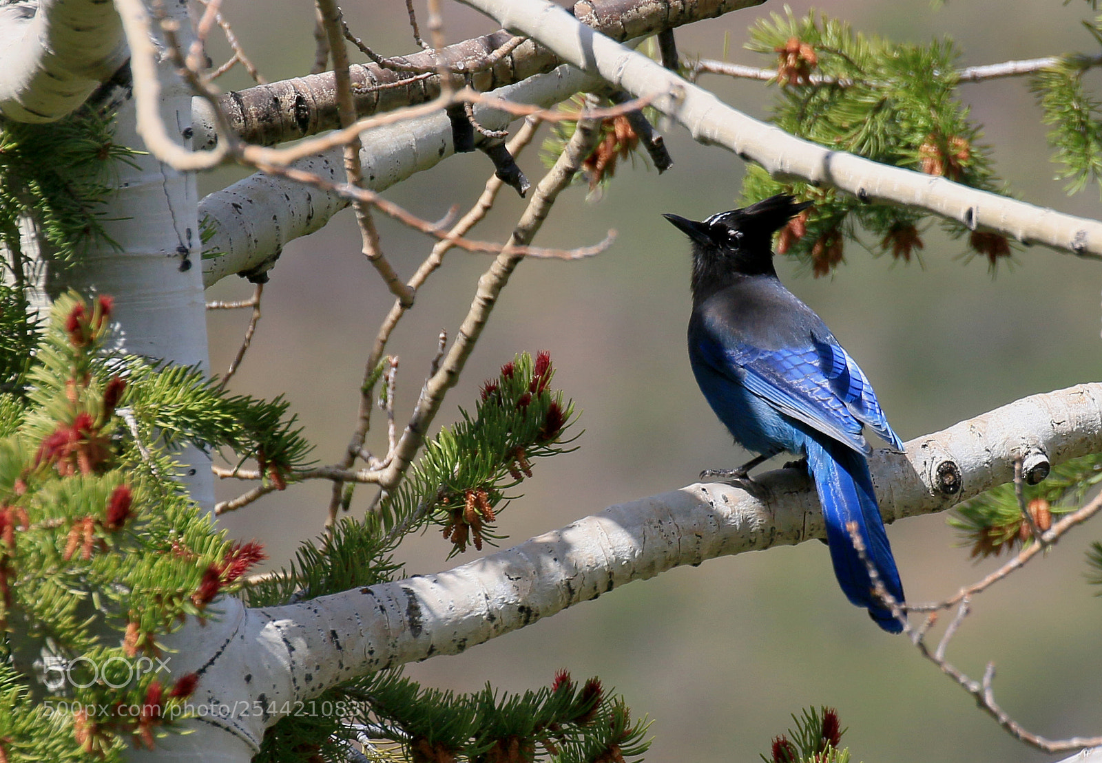 Canon EOS 70D sample photo. Steller's jay photography