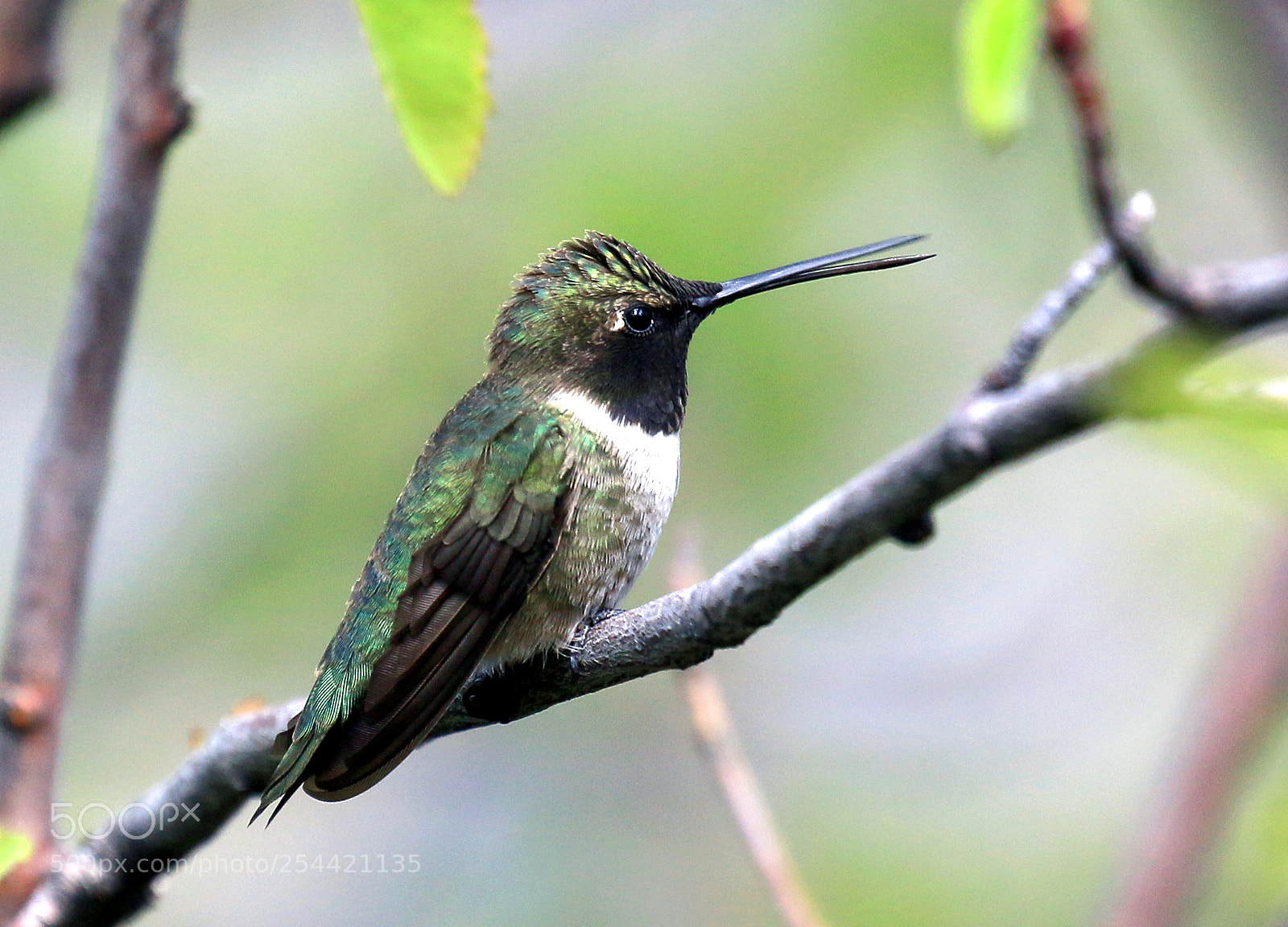 Canon EOS 70D sample photo. Black-chinned hummingbird photography