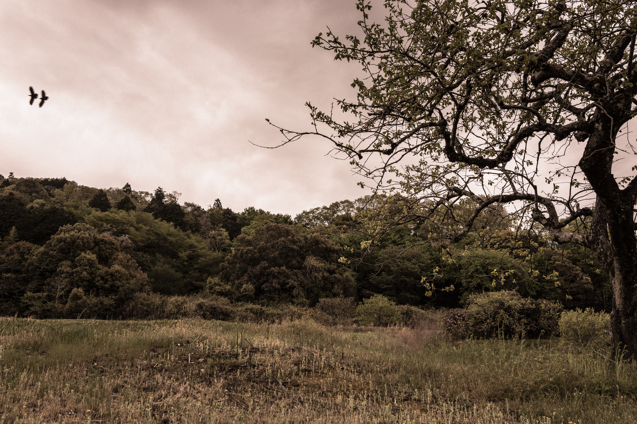 Sony Cyber-shot DSC-RX1R sample photo. Fly away from the tree photography