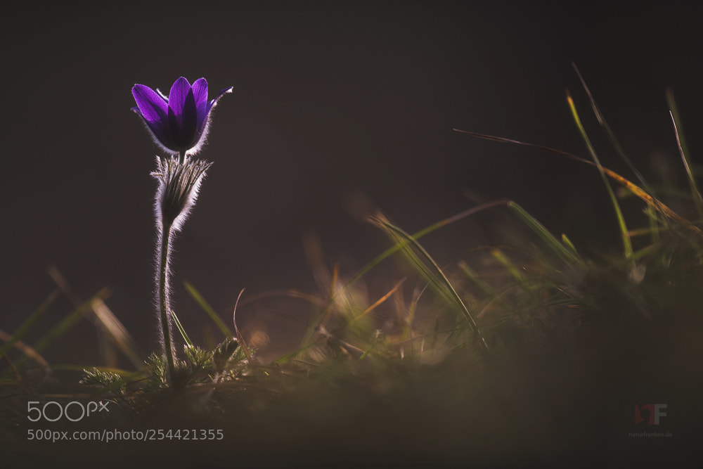 Nikon D850 sample photo. Forest pulsatilla ii photography