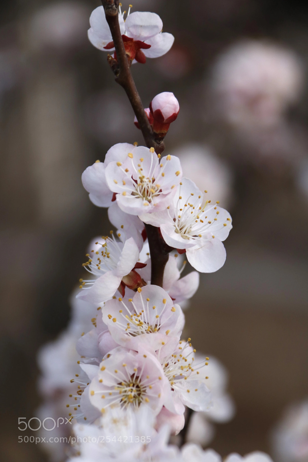Canon EOS 760D (EOS Rebel T6s / EOS 8000D) sample photo. New spring photography