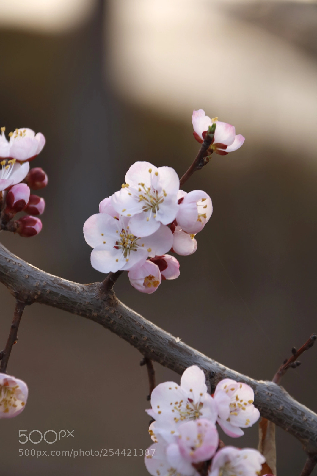 Canon EOS 760D (EOS Rebel T6s / EOS 8000D) sample photo. Blooming photography