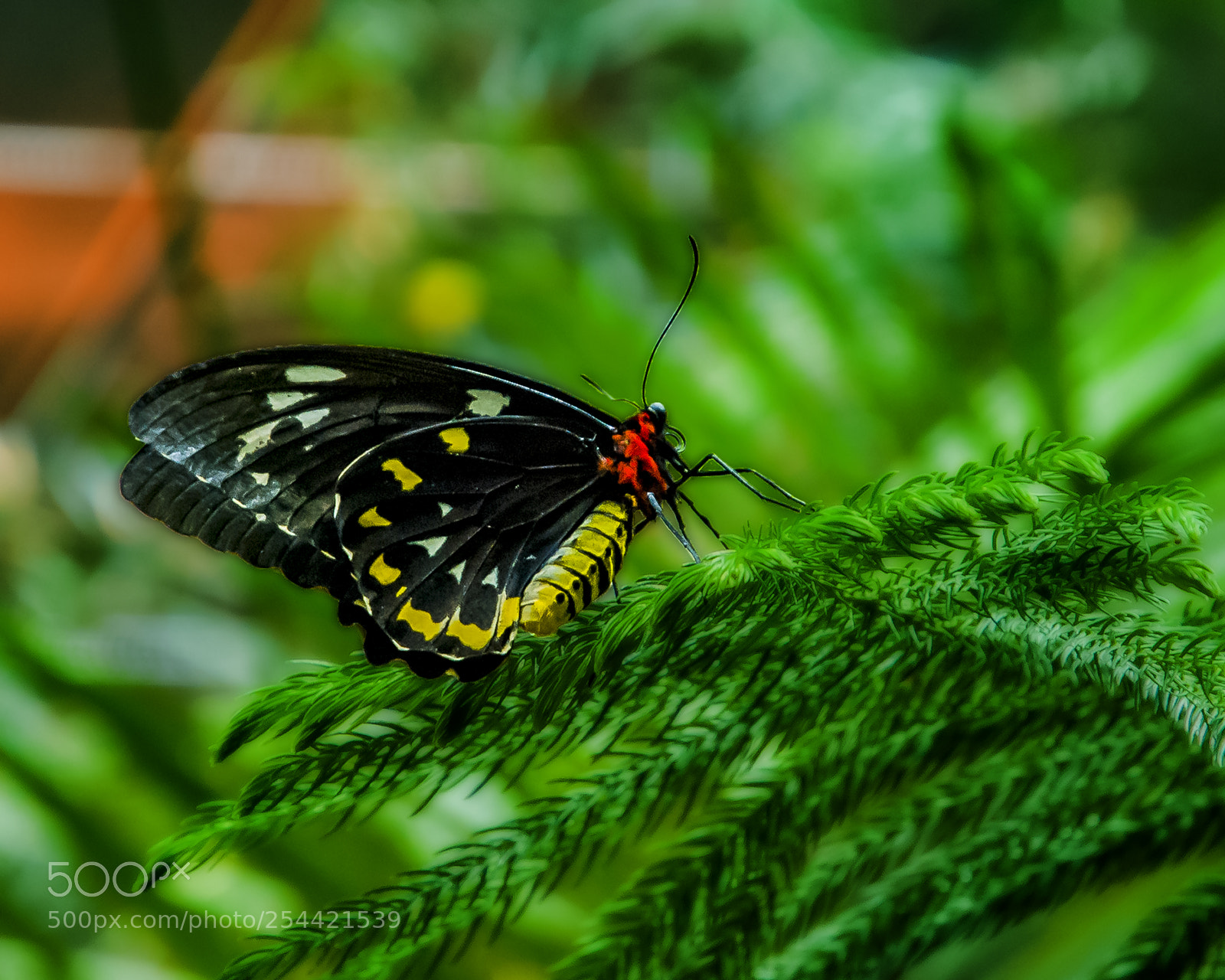 Nikon D200 sample photo. Birdwing swallowtail photography