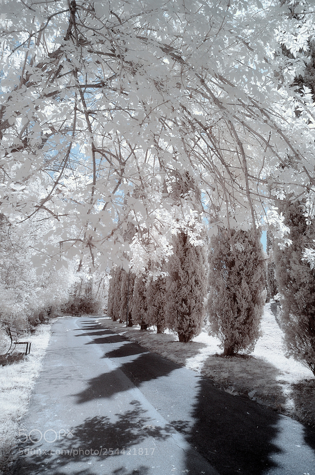 Nikon D5000 sample photo. Dream road photography