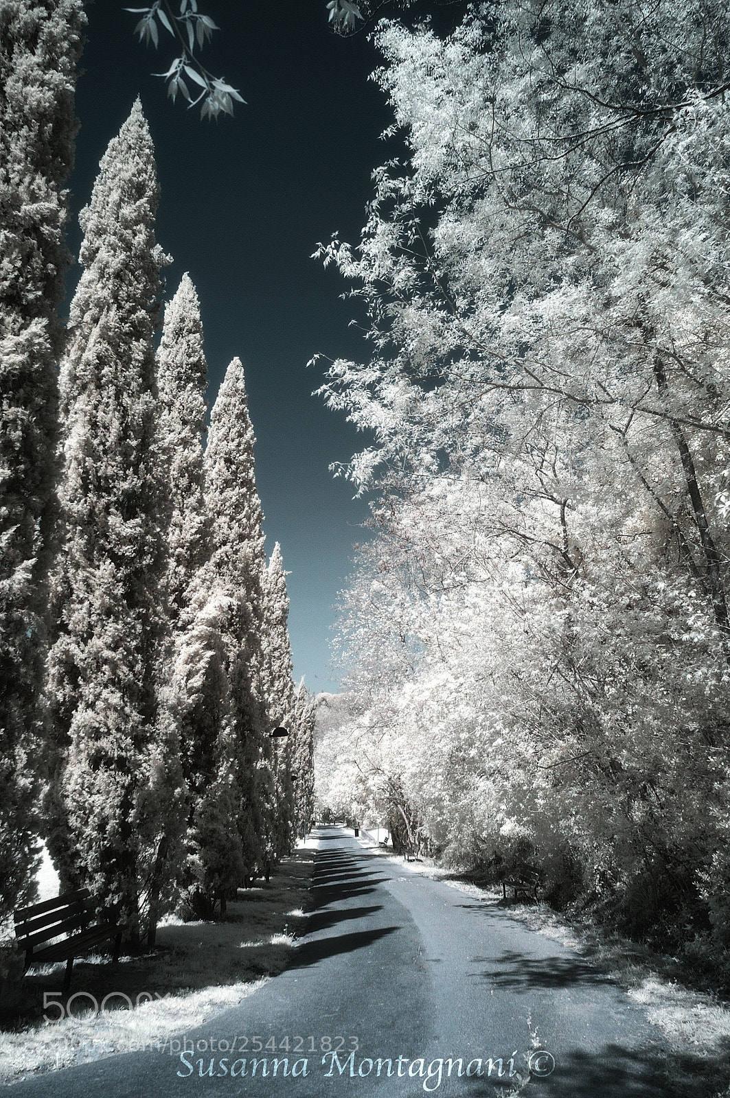 Nikon D5000 sample photo. On the road photography