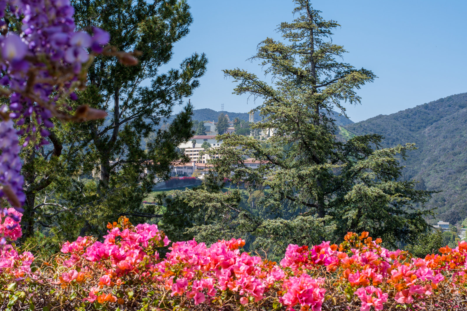 Nikon D7200 sample photo. L.a. spring photography