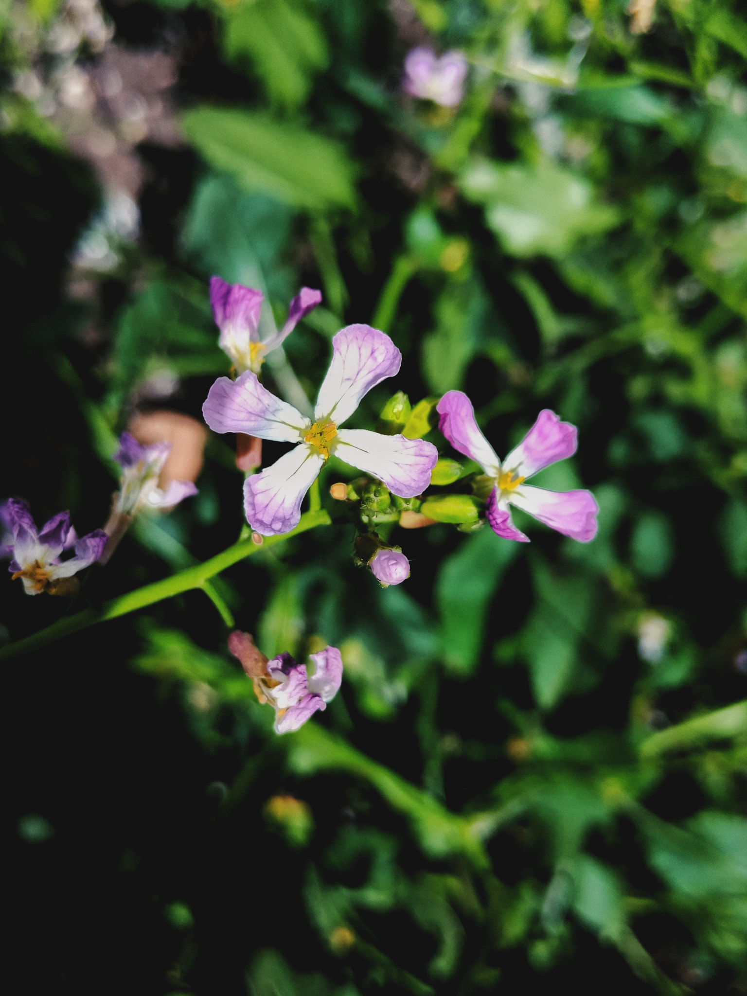 OPPO CPH1723 sample photo