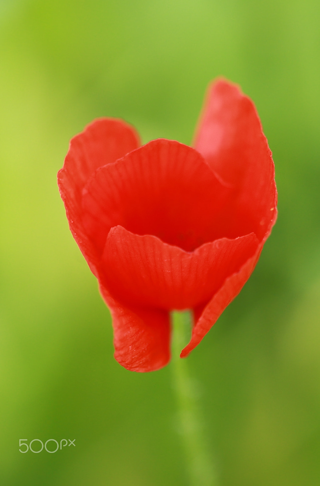Canon EF 100mm F2.8L Macro IS USM sample photo. Poppy 2017 photography