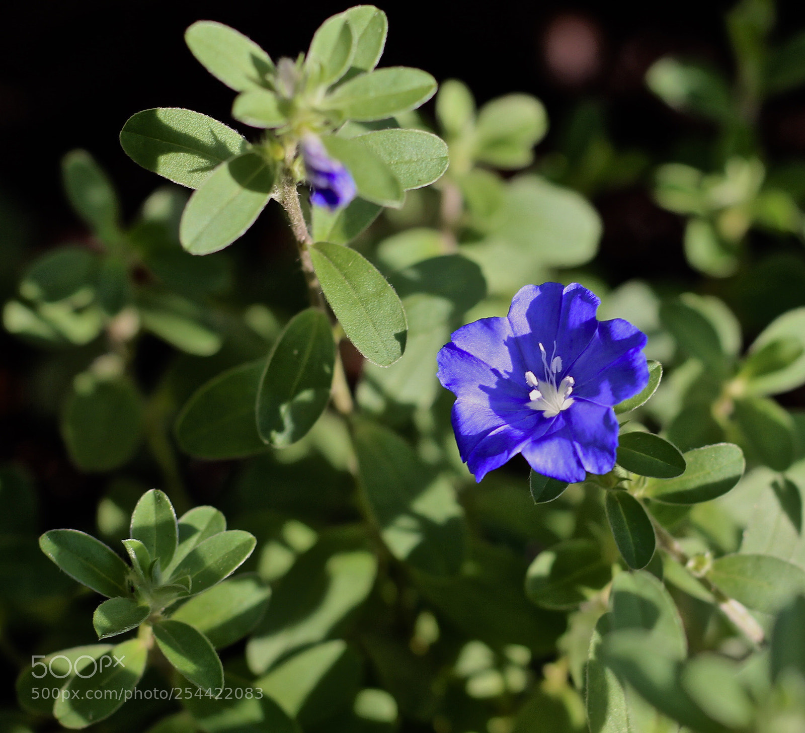 Canon EOS 700D (EOS Rebel T5i / EOS Kiss X7i) sample photo. Velvet blue  photography