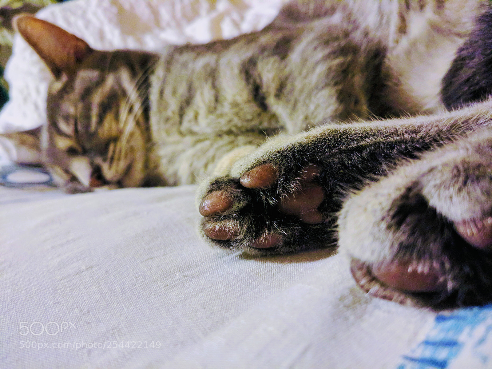 LG G6 sample photo. Another paw photography