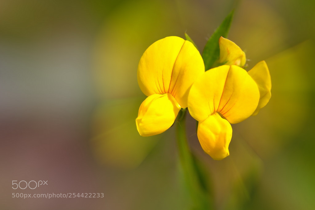 Canon EOS 650D (EOS Rebel T4i / EOS Kiss X6i) sample photo. Meadow flowers photography