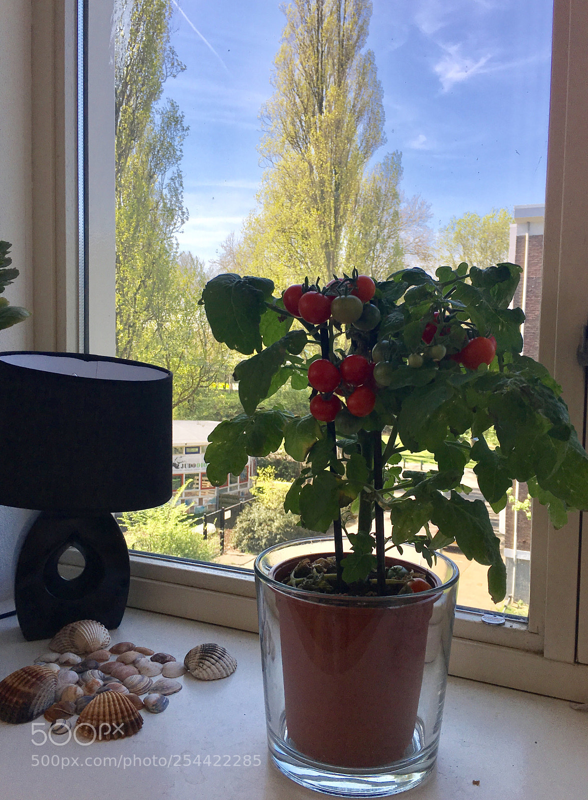 Apple iPhone 6s Plus sample photo. Lovely pot photography