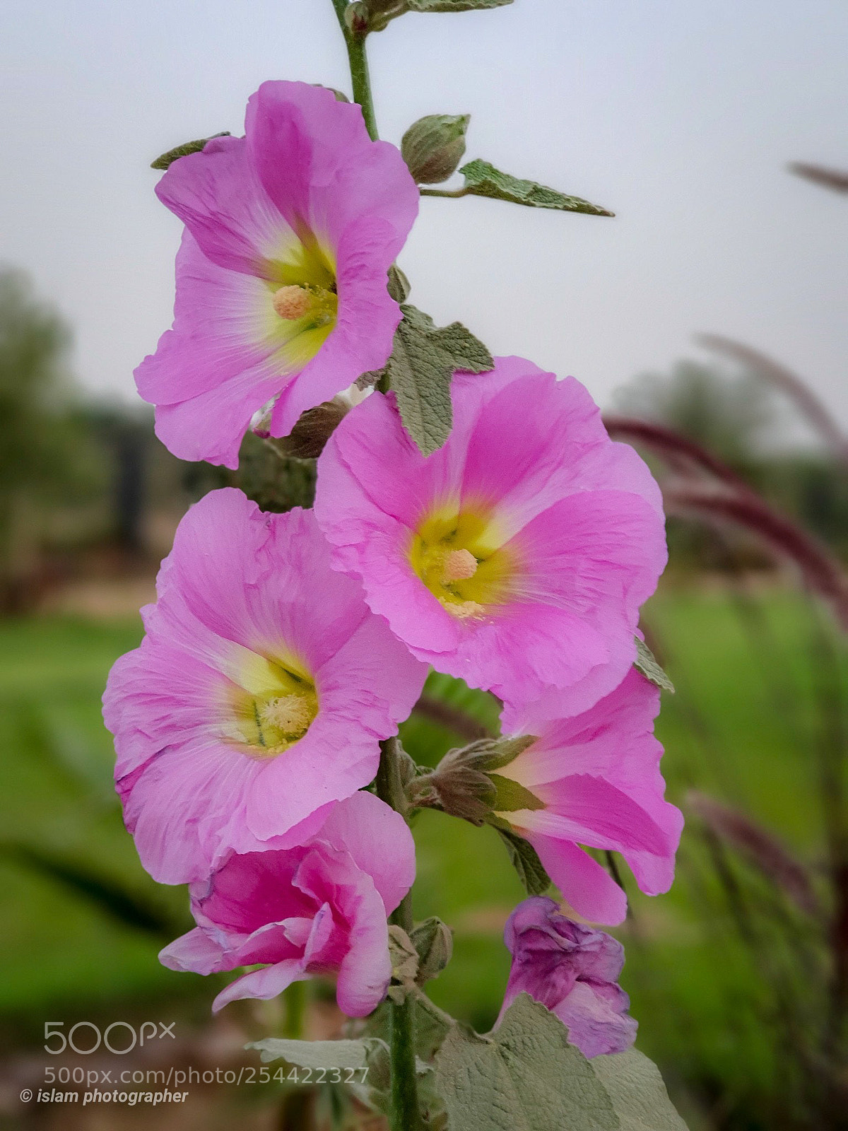 Samsung Galaxy S9+ sample photo. Any comment photography