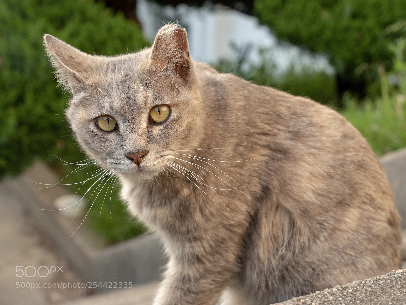 Panasonic Lumix DC-G9 sample photo. 계단에 앉은 회색 고양이 photography