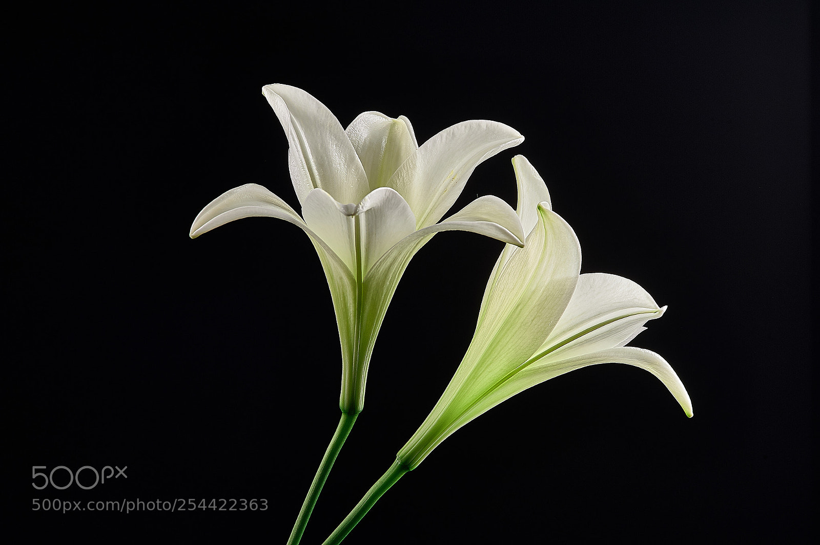 Nikon D700 sample photo. Tenderness photography