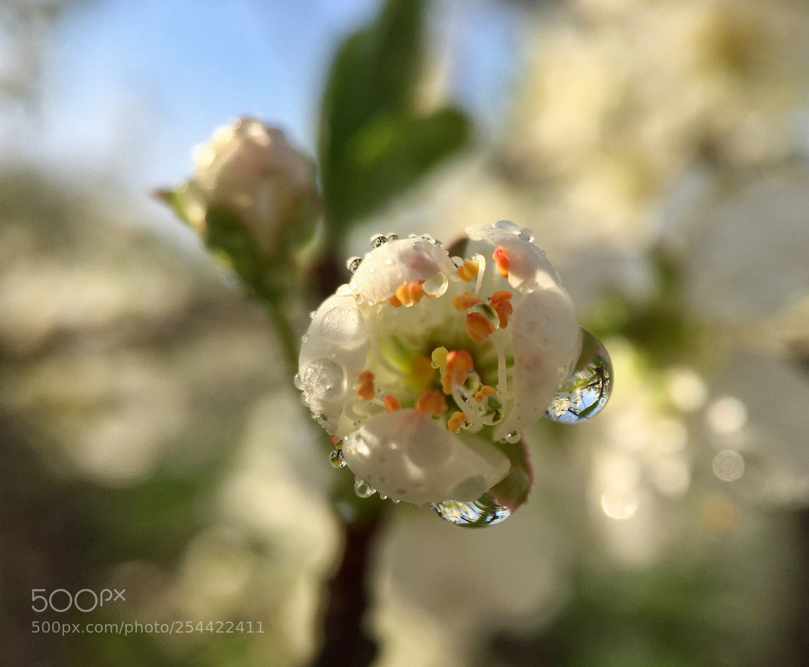 Apple iPhone 6 Plus sample photo. Untitled photography
