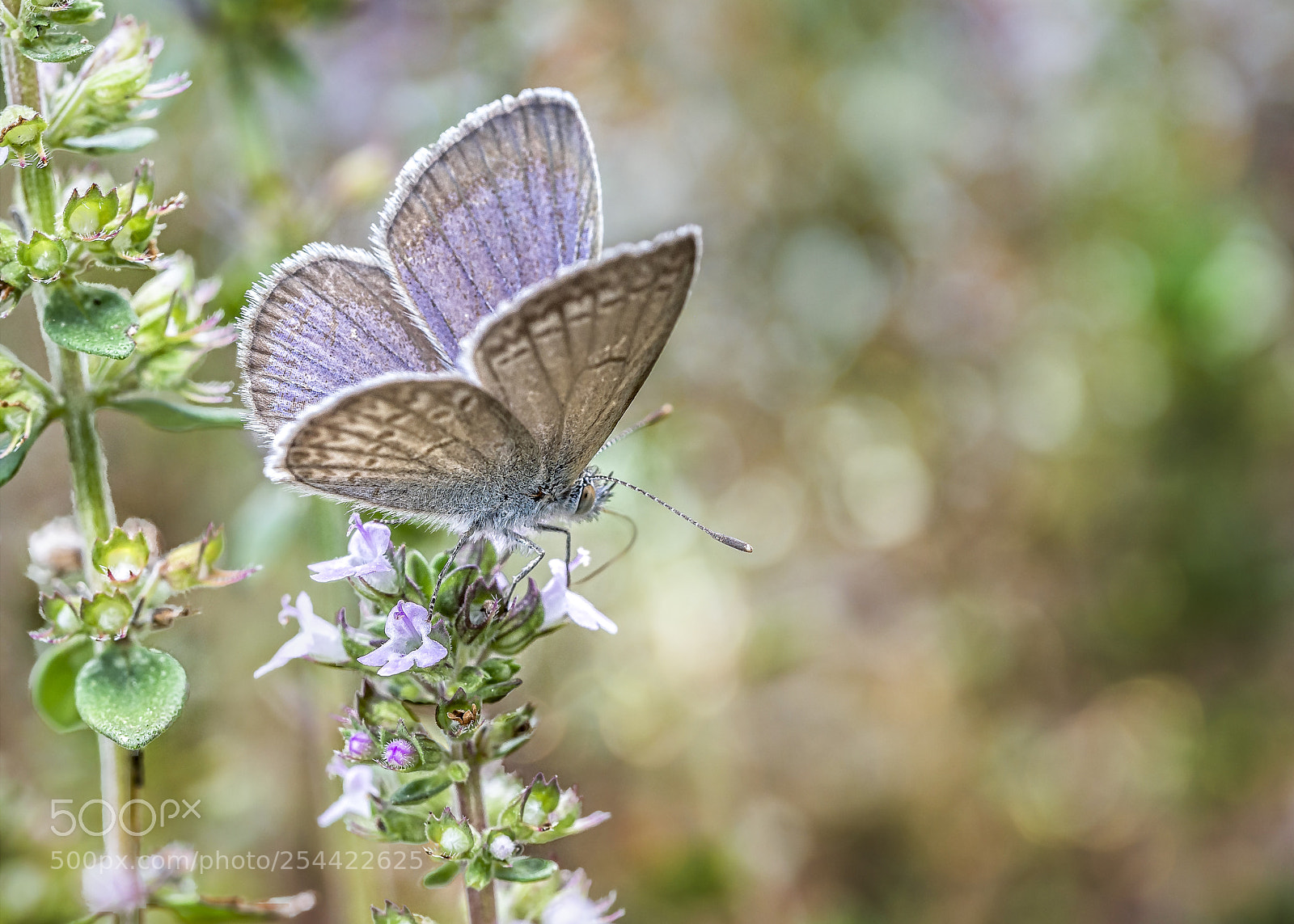 Olympus OM-D E-M5 sample photo. Common grass blue butterfly photography