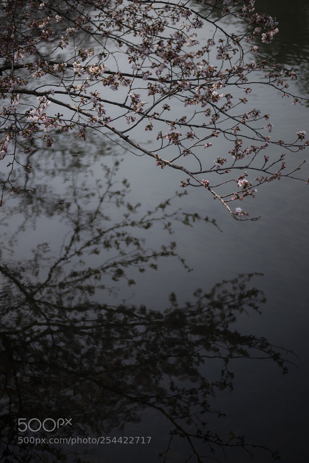Nikon D810 sample photo. Sakura and its shadow photography