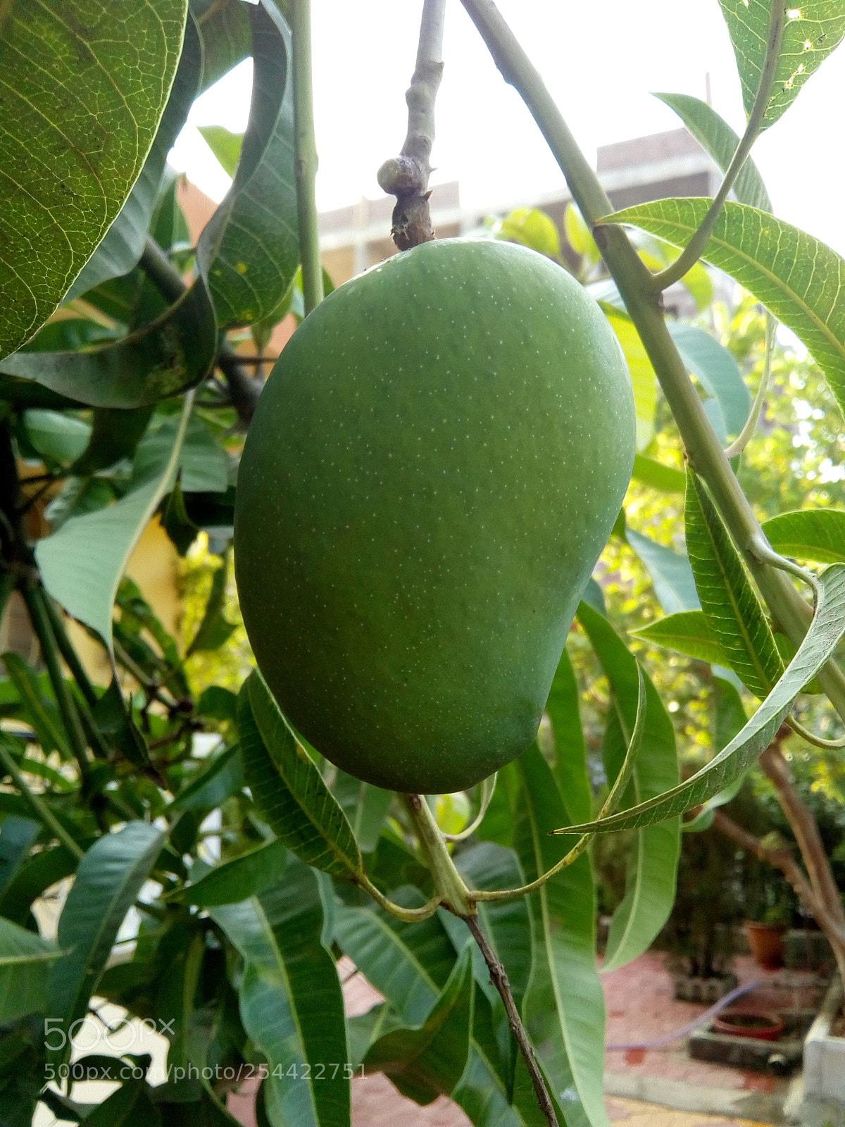 Motorola Moto E4 sample photo. First mango !! photography
