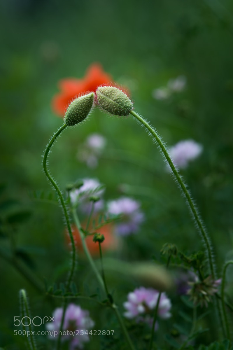 Nikon D4 sample photo. Touched photography