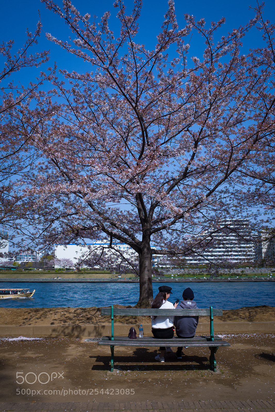 Ricoh GR II sample photo. Conversation under cherry blossoms  photography